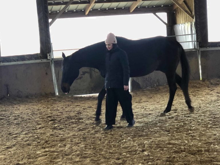 Séance Equicoaching